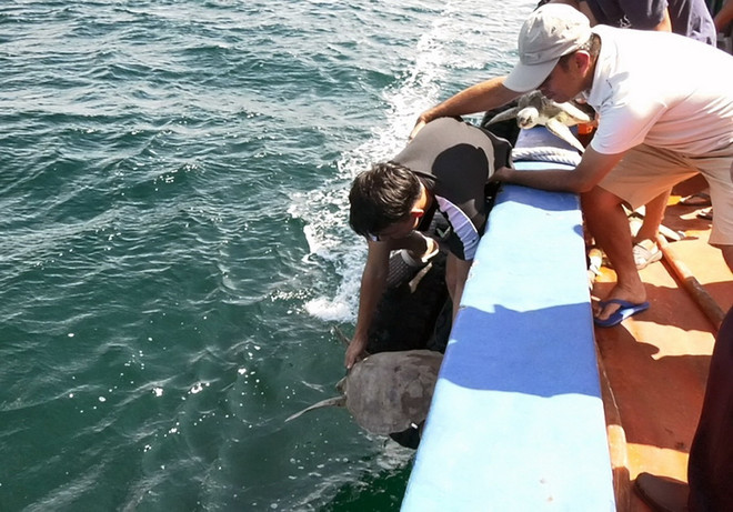 Kiên Giang: Thả 12 cá thể rùa biển về môi trường tự nhiên ảnh 1