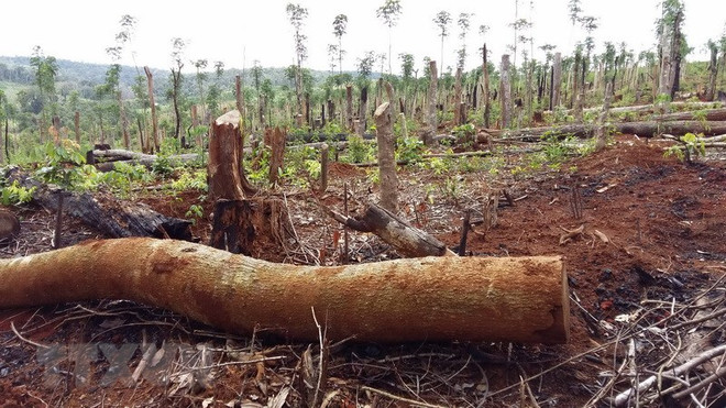 Truy nã hai nghi can chủ mưu vụ phá rừng lim cổ thụ ở Quảng Nam ảnh 1