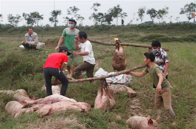 Tiêu hủy 4 tấn lợn bị lở mồm long móng đang được chuyển đi lò mổ ảnh 1