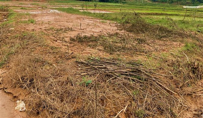 Yên Bái: Người dân bức xúc vì bùn đất từ công trình tràn vào ruộng ảnh 2