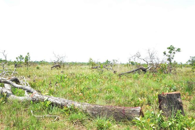 Vụ phá hơn 382ha rừng tại Đắk Lắk: Điều tra và xử lý nghiêm vụ việc ảnh 1