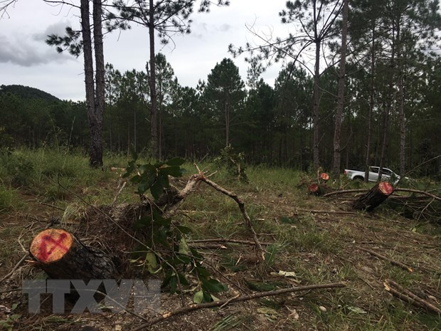 Lâm Đồng: Kiểm điểm lãnh đạo Sở Nông nghiệp vì để mất hơn 777ha rừng ảnh 1