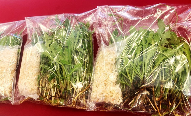 Bảo tồn cây dược liệu quý trên vùng đất cát Quảng Bình ảnh 2