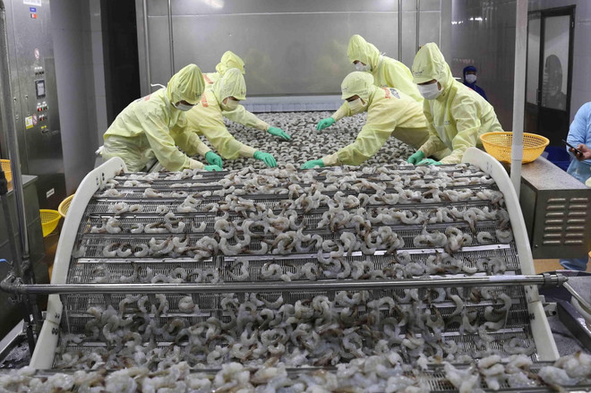 Chế biến sản phẩm tôm xuất khẩu tại nhà máy của Tập đoàn Thủy sản Minh Phú tỉnh Cà Mau. (Ảnh: Vũ Sinh/TTXVN) Thặng dư thương mại hàng nông, lâm, thủy sản đạt gần 3,3 tỷ USD ảnh 1