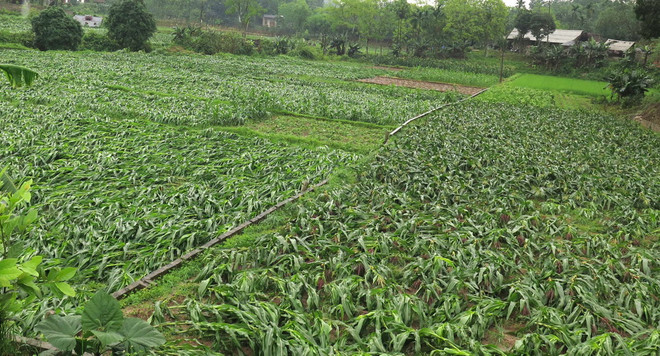 Bắc Bộ đêm có mưa rào và dông, đề phòng tố lốc và mưa đá ảnh 1