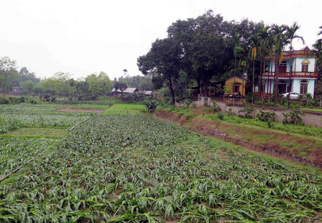 Mưa đá liên tiếp tại Nghệ An gây thiệt hại về nhà cửa, hoa màu ảnh 1