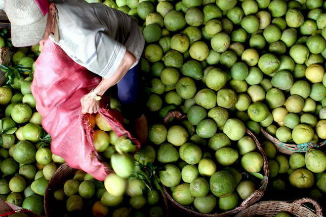 Ồ ạt mở rộng diện tích trồng cam, bưởi: Nguy cơ được mùa, mất giá ảnh 2
