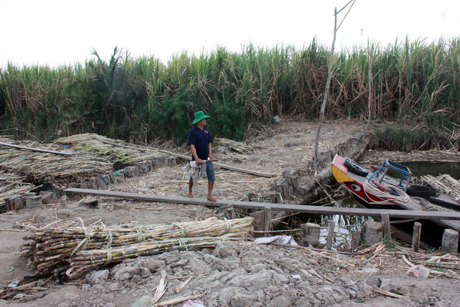 Ứng phó tại tâm điểm hạn mặn khu vực Đồng bằng sông Cửu Long ảnh 1