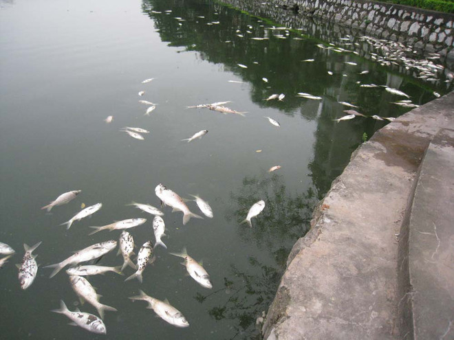 Lại xuất hiện tình trạng cá chết hàng loạt ở vùng biển Kiên Giang ảnh 1