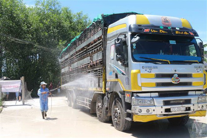 Lô hàng 500 con lợn sống nhập từ Thái Lan đã về đến Nghệ An ảnh 2