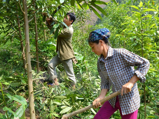 Thủ tướng trả lời chất vấn về việc chồng lấn đất nông lâm nghiệp ảnh 1