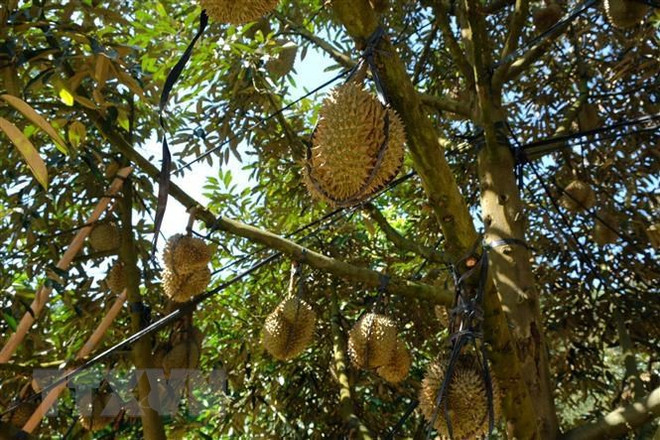 Sầu riêng vụ nghịch có giá cao, nông dân Tiền Giang phấn khởi ảnh 1