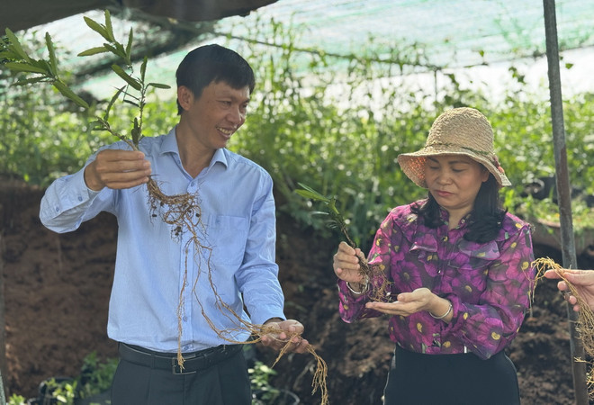 ttxvn_nong dan trong cay duoc lieu 1.jpg