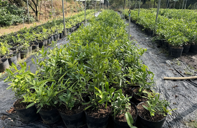 ttxvn_nong dan trong cay duoc lieu 2.jpg