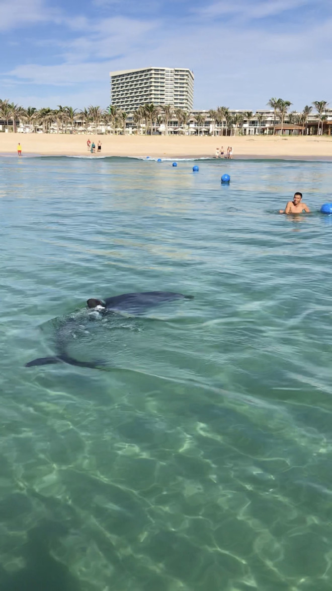 ''Sinh vật lạ'' xuất hiện gần bờ tại Bãi Dài biển Cam Ranh ảnh 1