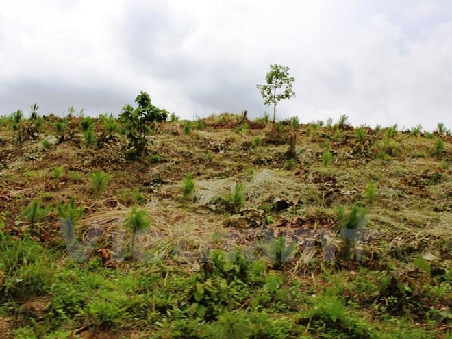 Đắk Nông: Nhiều sai phạm tại dự án nông lâm nghiệp ở Tuy Đức ảnh 1