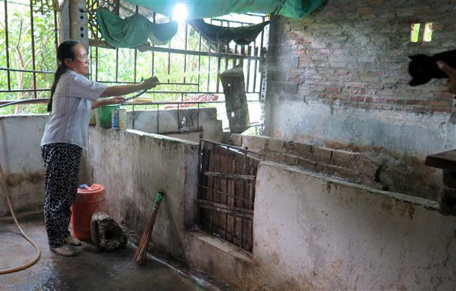 Cao Bằng: Dịch tả châu Phi tái bùng phát, tiêu hủy 600 con lợn ảnh 1