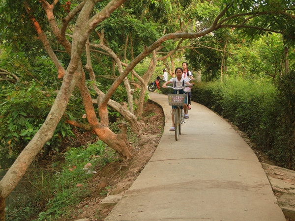 Con đường nhỏ xuyên quanh cù lao An Bình. (Ảnh: ChiLê/Vietnam+) Thử một lần bỏ phố đông về với xanh xanh chốn cù lao ảnh 1