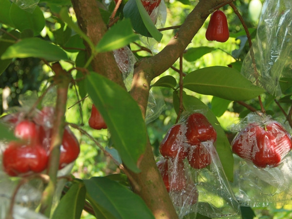 Trái cây trĩu cành. (Ảnh: ChiLê/Vietnam+) Thử một lần bỏ phố đông về với xanh xanh chốn cù lao ảnh 2
