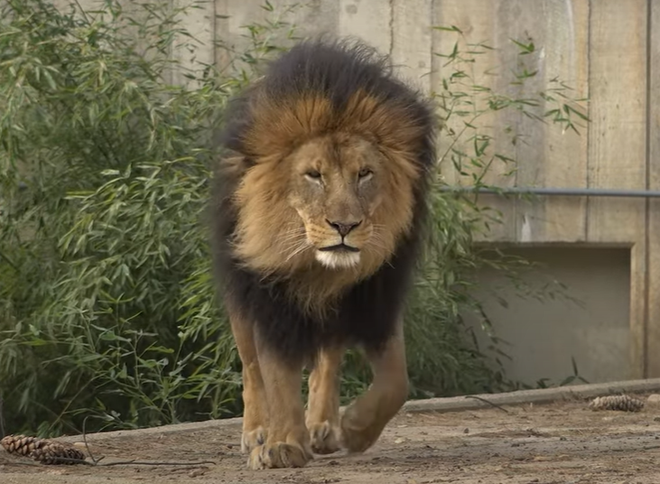 Nhật Bản: Hai con sư tử ở vườn bách thú chết vì mắc COVID-19 ảnh 1