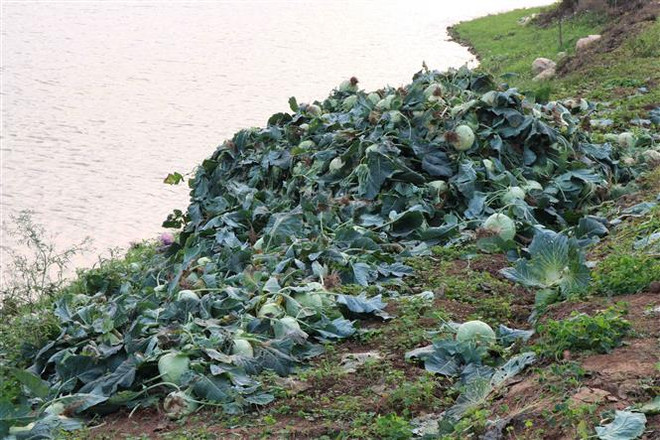 Khó tiêu thụ nông sản, nông dân Bắc Ninh lỗ hàng trăm triệu đồng ảnh 1