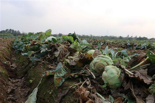 Khó tiêu thụ nông sản, nông dân Bắc Ninh lỗ hàng trăm triệu đồng ảnh 2