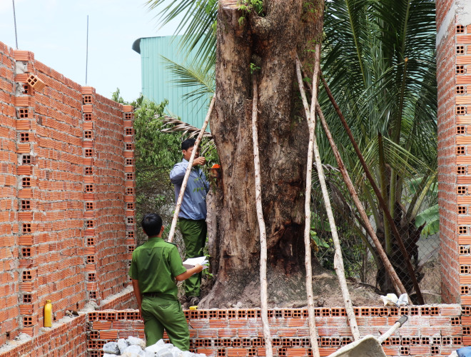 Tây Ninh: Tìm thấy cây giáng hương trên 100 năm tuổi bị đào trộm ảnh 2
