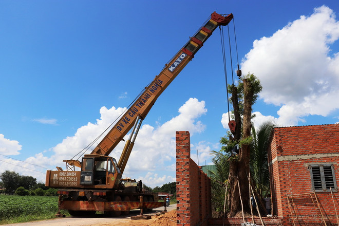 Tây Ninh: Tìm thấy cây giáng hương trên 100 năm tuổi bị đào trộm ảnh 1