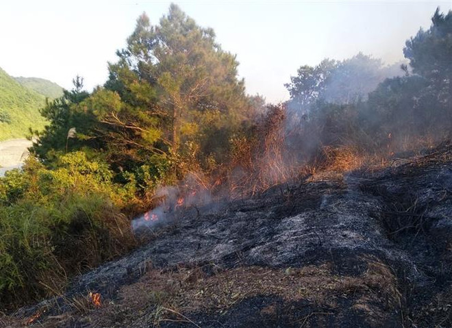 Quảng Ninh: Giải quyết tình trạng tranh chấp đất rừng ở đảo Vĩnh Thực ảnh 1