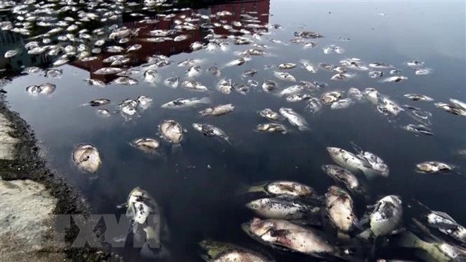 Thanh Hóa: Cá chết bất thường, chưa rõ nguyên nhân ở Nghi Sơn ảnh 1