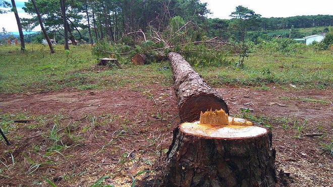 Rừng thông phòng hộ dọc hai bên đường quốc lộ 14 bị "bức tử" ảnh 2