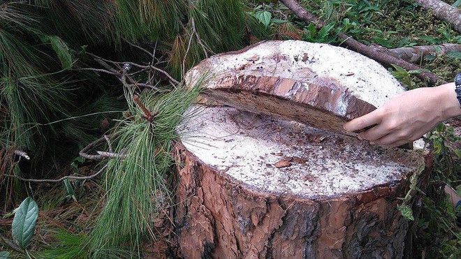 Rừng thông phòng hộ dọc hai bên đường quốc lộ 14 bị "bức tử" ảnh 1