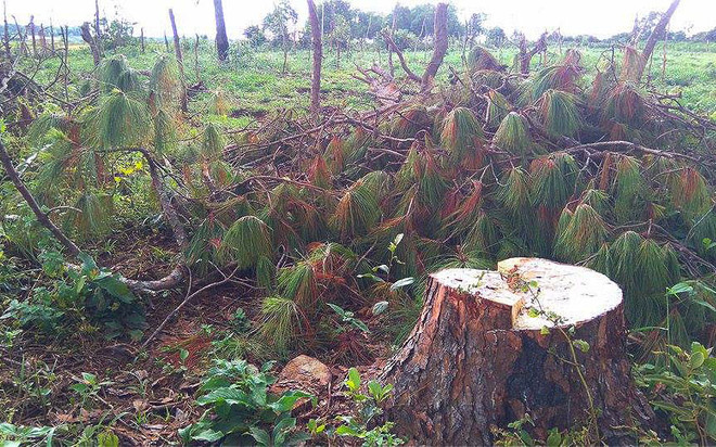 Rừng thông phòng hộ dọc hai bên đường quốc lộ 14 bị "bức tử" ảnh 3