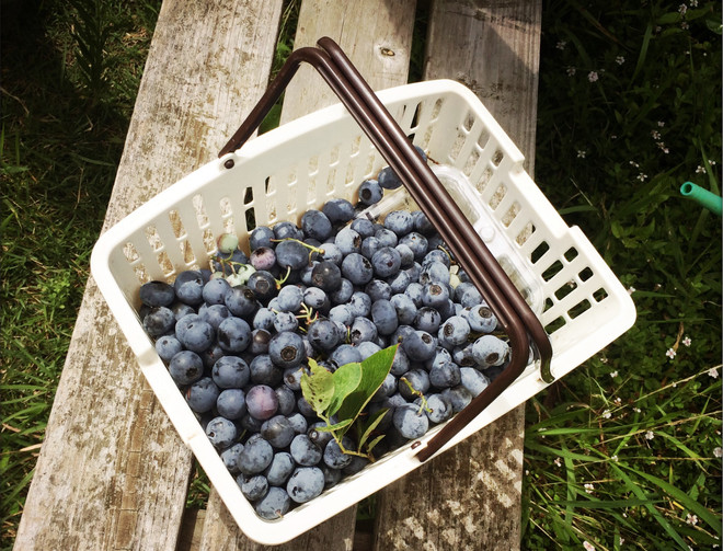 [Video] Thưởng thức hương vị việt quất ngay tại vườn Nhật Bản ảnh 1