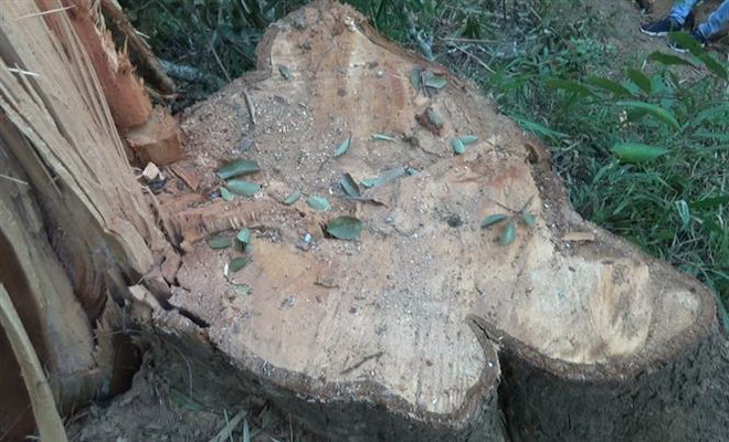 Xác định nhóm đối tượng phá rừng đặc dụng tại tỉnh Đắk Lắk ảnh 1