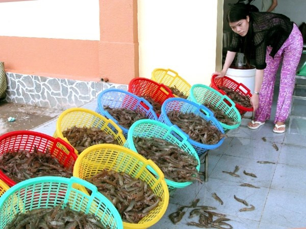 (Ảnh minh họa: Lê Huy Hải/TTXVN) Giá tôm giảm mạnh khiến nông dân ở Cà Mau lao đao ảnh 1