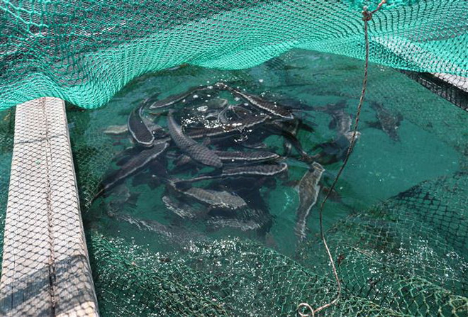 Ninh Thuận nhân rộng các mô hình nuôi biển có hiệu quả kinh tế cao ảnh 2