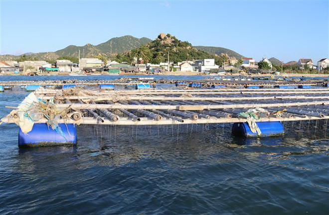Ninh Thuận nhân rộng các mô hình nuôi biển có hiệu quả kinh tế cao ảnh 1