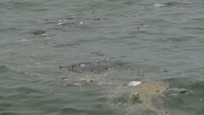 Hỗ trợ hơn 50 tỷ đồng cho các tỉnh thiệt hại vì xâm mặn và cá chết ảnh 1