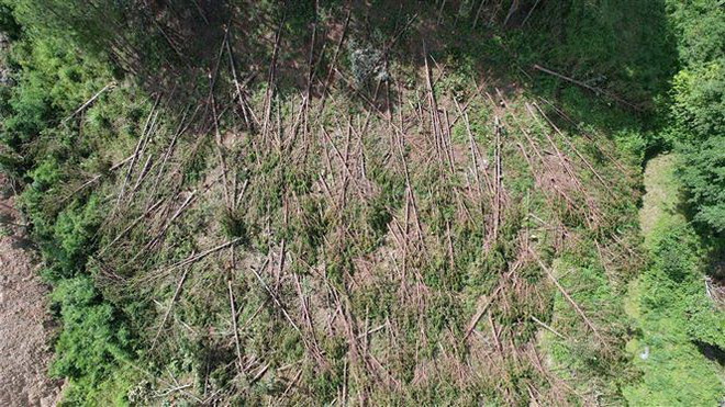 Lâm Đồng: Lâm tặc cưa hàng trăm cây thông trên 20 năm tuổi ảnh 1