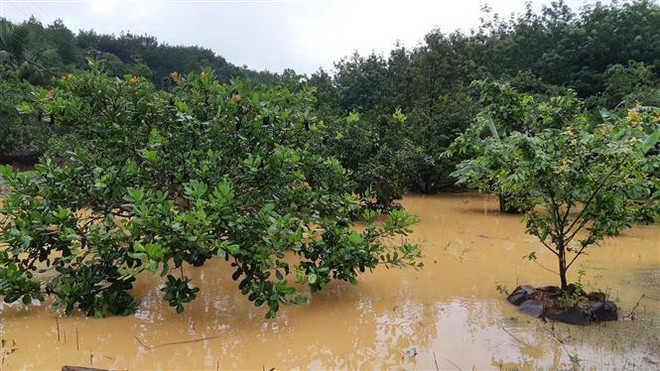 Giải cứu 2 người mắc kẹt trên cây điều giữa dòng nước lũ chảy xiết ảnh 1