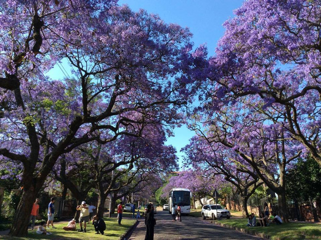 Du lịch tâm linh và ngắm hoa Xuân hút du khách đầu năm mới ảnh 1