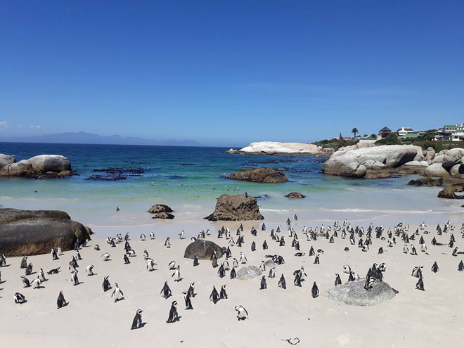 Du lịch tâm linh và ngắm hoa Xuân hút du khách đầu năm mới ảnh 4