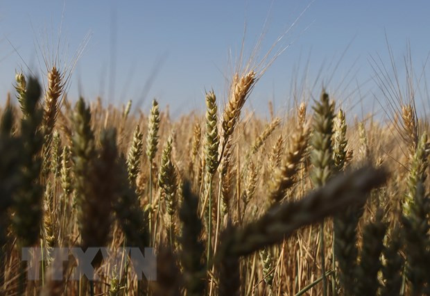 Kinh tế Ukraine sụt giảm 10,5% trong quý 1 năm 2023 ảnh 1