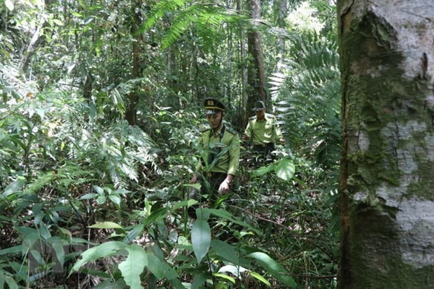 Tăng cường thực hiện các giải pháp phòng, chống cháy rừng ở Phú Yên ảnh 1