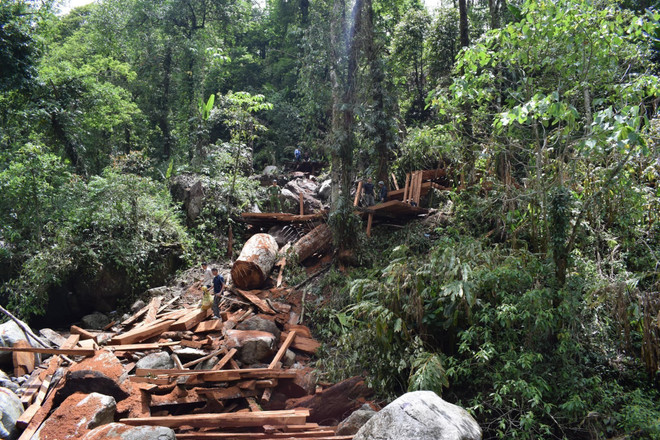 Lai Châu: Tạm giữ hình sự 8 đối tượng trong vụ phá rừng phòng hộ ảnh 1