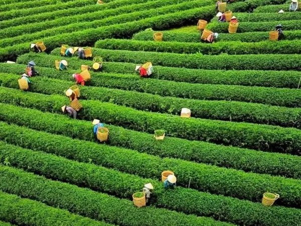​Chè Lâm Đồng đạt tiêu chuẩn đáp ứng yêu cầu xuất khẩu ảnh 1