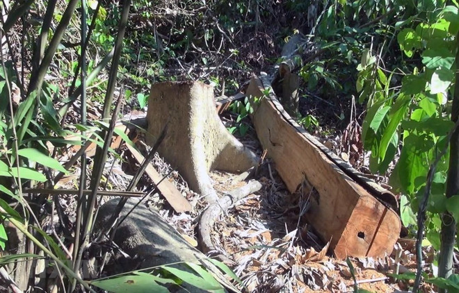 Vụ mở đường để phá rừng giáp ranh: Quy mô thực tế lớn hơn báo cáo ảnh 1