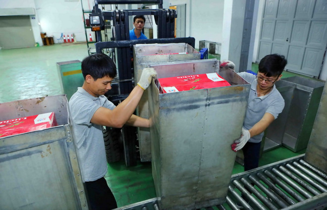 Sau khi đóng thùng tại cơ sở thu mua, các thùng vải sẽ được đưa tới Trung tâm Chiếu xạ Hà Nội để tiến hành chiếu xạ, đảm bảo kéo dài thời gian bảo quản, trước khi được kiểm dịch và xuất khẩu. (Ảnh: Thành Đạt/TTXVN) Thúc đẩy xuất khẩu nông thủy sản Việt Nam sang thị trường Australia ảnh 1