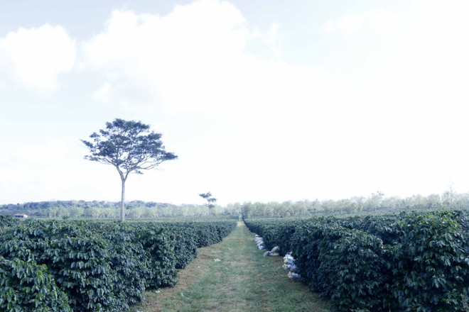 Độc đáo mô hình Hợp tác xã càphê tự quản tại các tỉnh của Lào ảnh 2